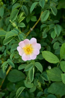 Rosa Canina şubesi Pembe cilt bakımlı