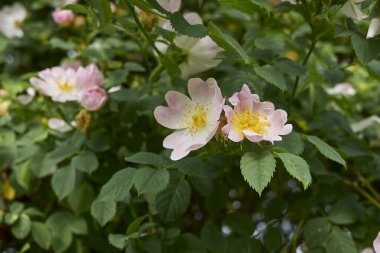 Rosa Canina şubesi Pembe cilt bakımlı
