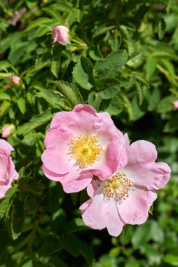 Rosa Canina 'nın pembe çiçekleri