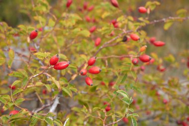 Rosa kanina çalılığının kırmızı meyvesi