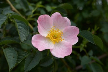 Rosa Canina 'nın pembe çiçekleri
