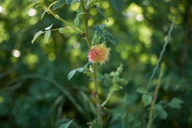 Gül bedeguar safralı Rosa Canina şubesi 