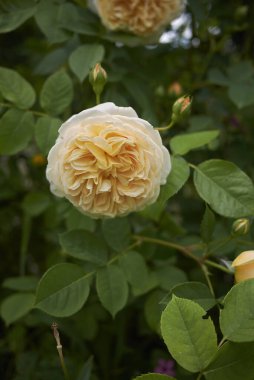 Çiçekli sarı antika güller