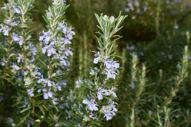 Rosmarinus 'un menekşe çiçekleri.