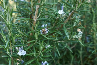Rosmarinus officinalis bitki tomurcuklanıyor