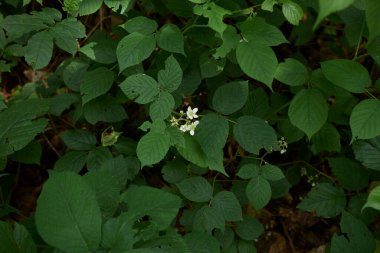 Rubus Idaeus 'un çiçekli çalısı