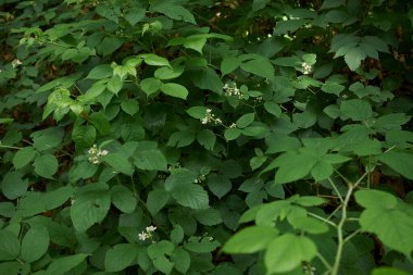 Rubus Idaeus 'un çiçekli çalısı