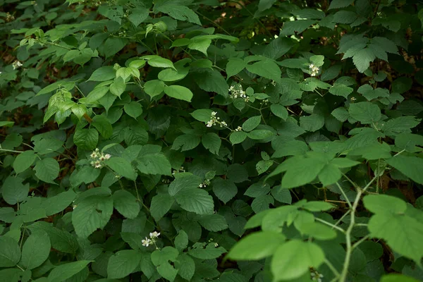 Arbusto Rubus Idaeus Flor — Fotografia de Stock