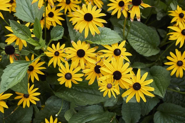 Yellow Blossom Rudbeckia Fulgida — Stock Photo, Image