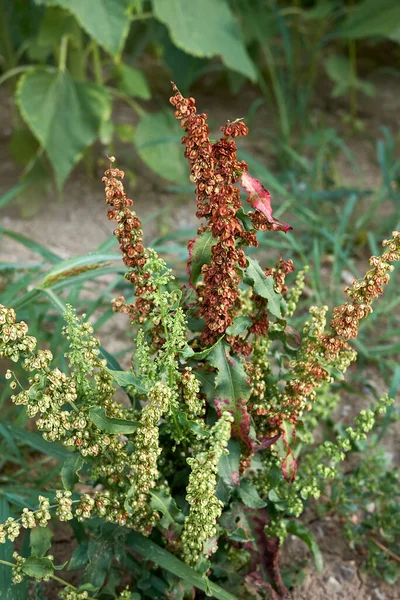 Rumex gevreği taze ve kuru tohumlarla kaplıdır.