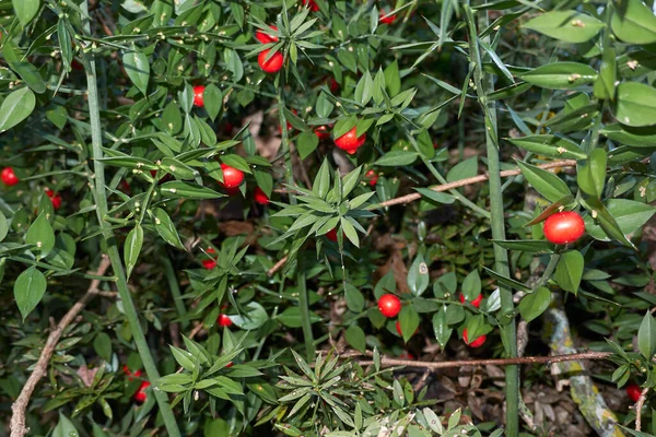 Meyve ve çiçekli Ruscus aculeatus çalısı
