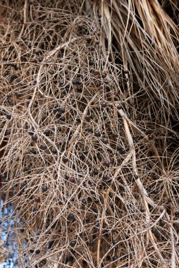 Sabal palmetto avuç içi kadar yakın.