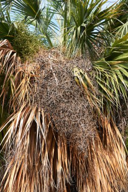 Sabal palmetto avuç içi kadar yakın.