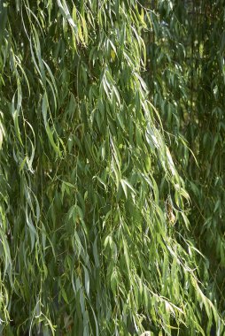 Salix Bablonica ağacının taze yaprakları