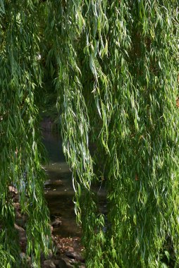 Salix Bablonica ağacının taze yaprakları