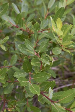 yeşil taze salya yapraklı caprea çalısı.