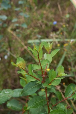 Salix caprea 'nın taze yaprakları