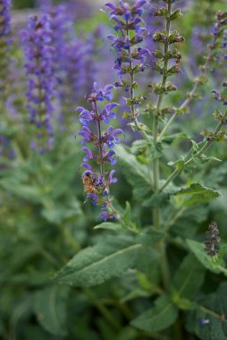 Salvia nemorosa bitkisinin mor mavi çiçekleri