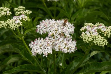 Sambucus Ebulus çalılığına yakın çiçek