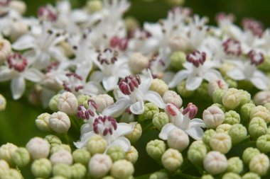 Sambucus Ebulus çalılığına yakın çiçek