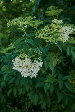 Sambucus zencisi kremsi beyaz çiçekler