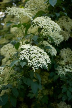 Sambucus Nigra Çalı 'nın Beyaz İncilliği