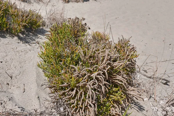 砂丘にあるサリコニア植物 — ストック写真