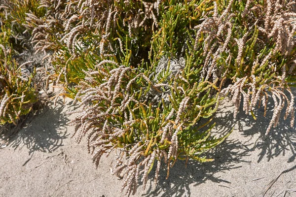 砂丘にあるサリコニア植物 — ストック写真