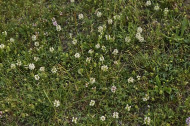 Prunella laciniata beyaz ve leylak rengi şişkinlik