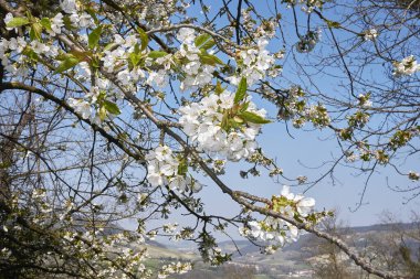 Prunus avium ağacı çiçek açtı.