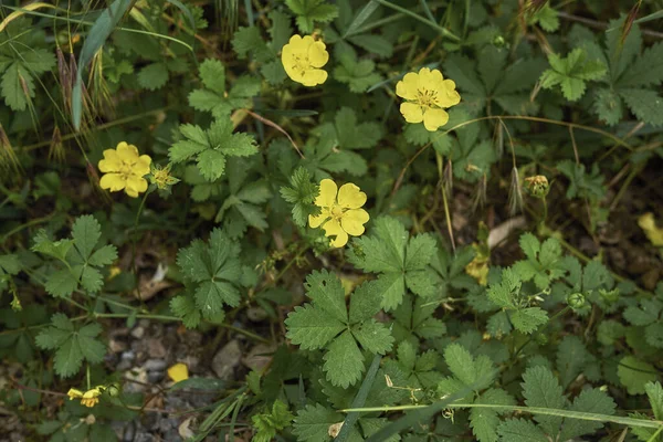 Potensiyel sürüngenler sarı çiçeklerle kapanır.