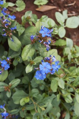 Ceratostigma plumbaginoidler mavi infloresans