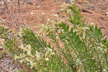 Daphne gnidium çiçek açtı.