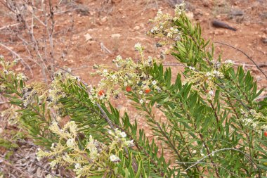 Daphne gnidium çiçek açtı.