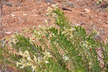 Daphne gnidium çiçek açtı.