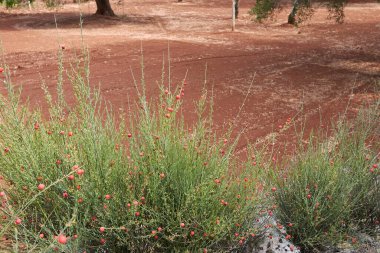 Kırmızı meyveli Osyris Alba bitkisi