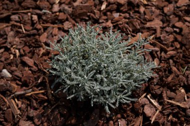 Santolina chamaecyparissus bitkisi bir çiçek tarlasında