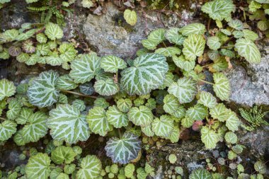 textured leaves of Saxifraga stolonifera plant clipart