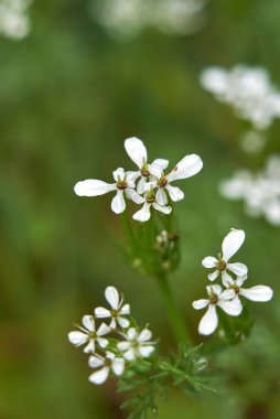 Beyaz çiçekli ve tohum kabuklu pekmez.