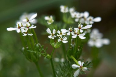 Beyaz çiçekli ve tohum kabuklu pekmez.