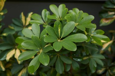 Schefflera arboricola bitkisinin çeşitli yaprakları