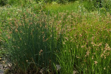 Schoenoplectus acutus bitkisinin kahverengi infloresansı