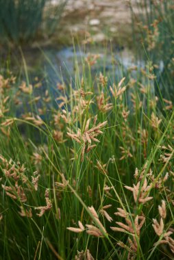 Schoenoplectus pungens bir nehir yatağına bitki eker.