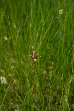 Schoenoplectus pungens bir nehir yatağına bitki eker.