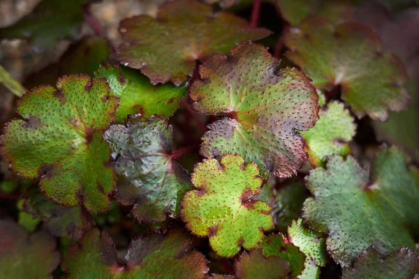 Colorful Leaves Saxifraga Fortunei Sue Drew Plant — Stock Photo, Image