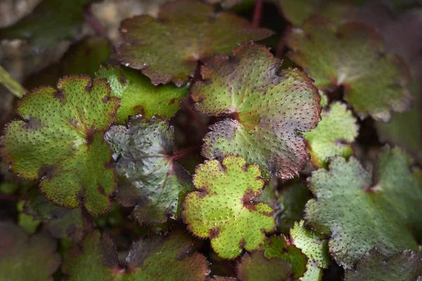 Colorful Leaves Saxifraga Fortunei Sue Drew Plant — Stock Photo, Image