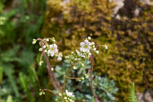 Flores Manchadas Blancas Planta Saxifraga Hostii — Foto de Stock