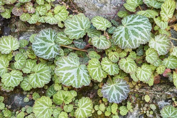 Saxifraga stolonifera bitkisinin dokulu yaprakları