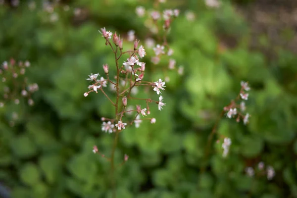 Fleurs Blanches Saxifraga Umbrosa Plante — Photo