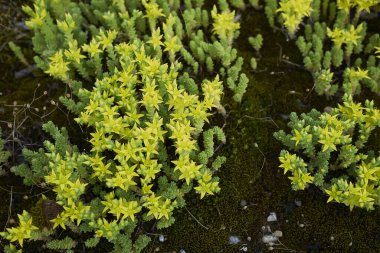 Sedum dönümünün sarı çiçekleri sulu bitkiler